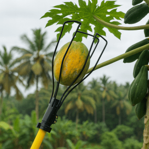 FESTEL Papaya HARVESTER