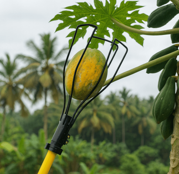 FESTEL Papaya HARVESTER